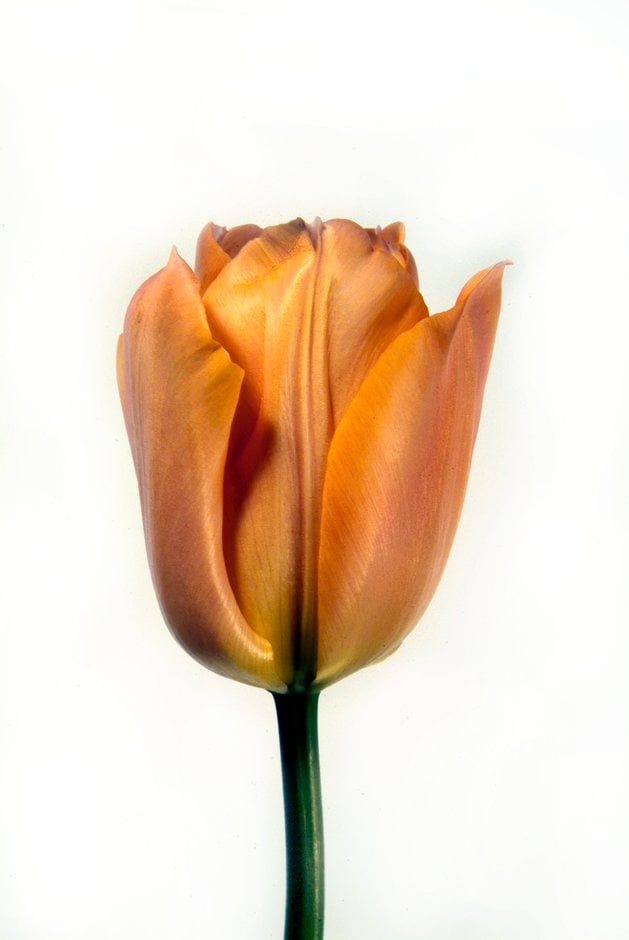 tulip 'Apricot Beauty'