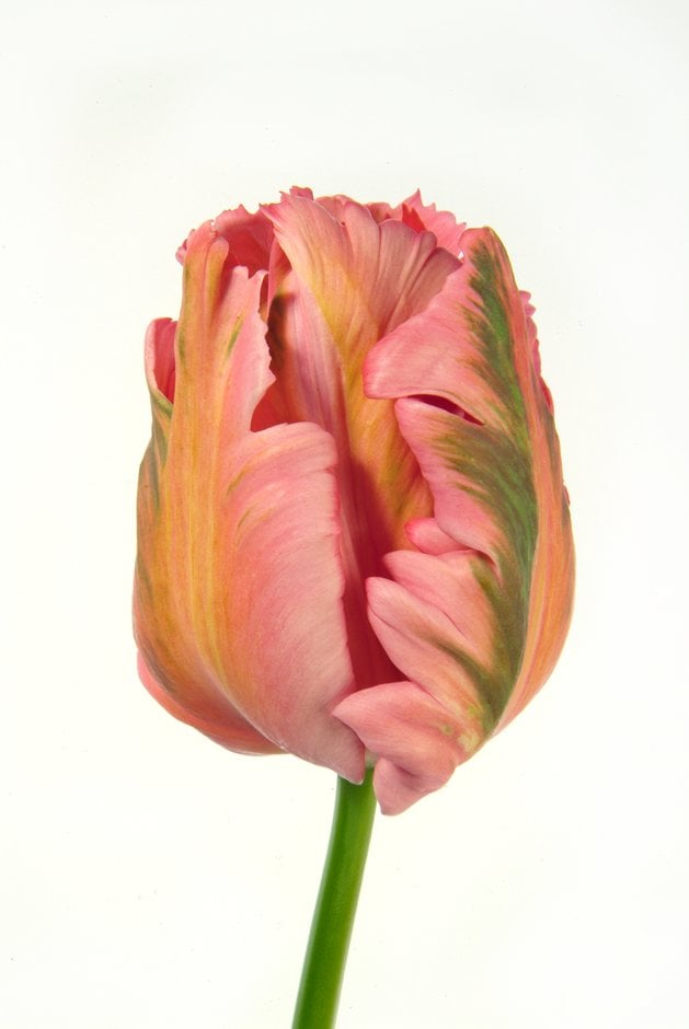 tulip 'Fantasy'
