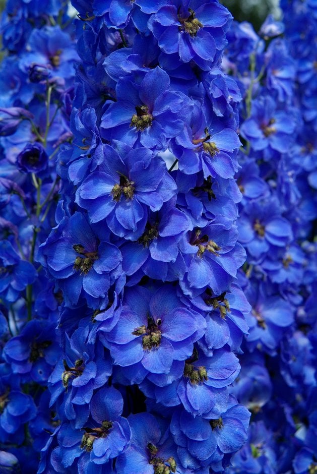 delphinium 'Fenella'