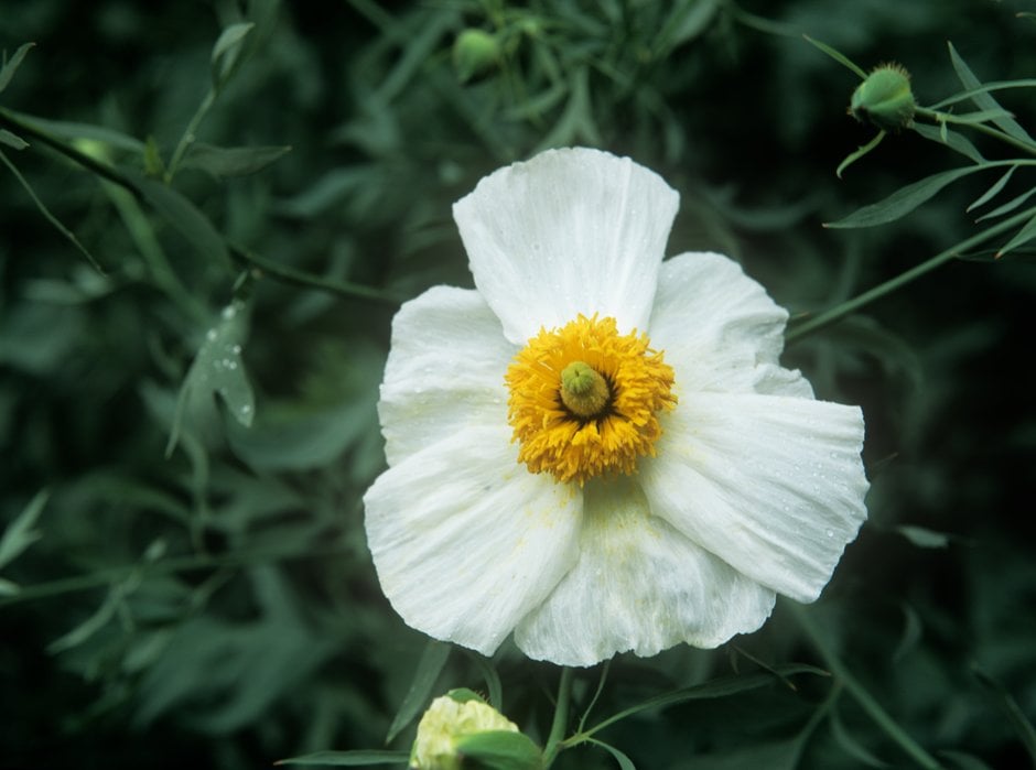Californian tree poppy