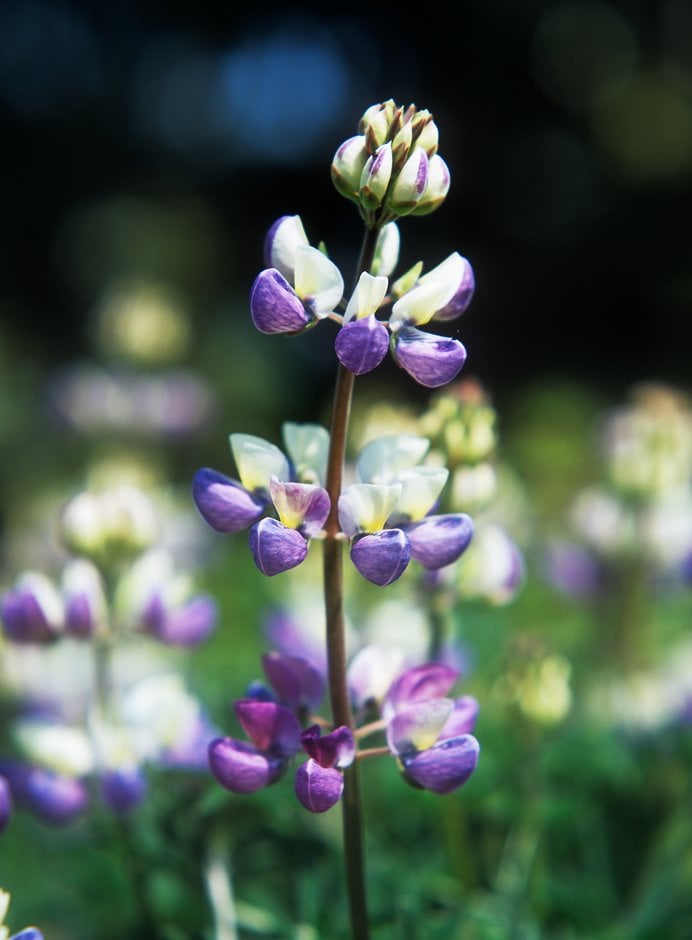 lupin 'Dumpty'