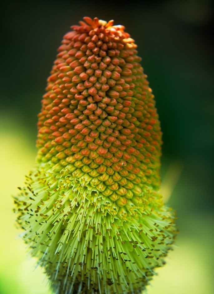 giant red-hot poker