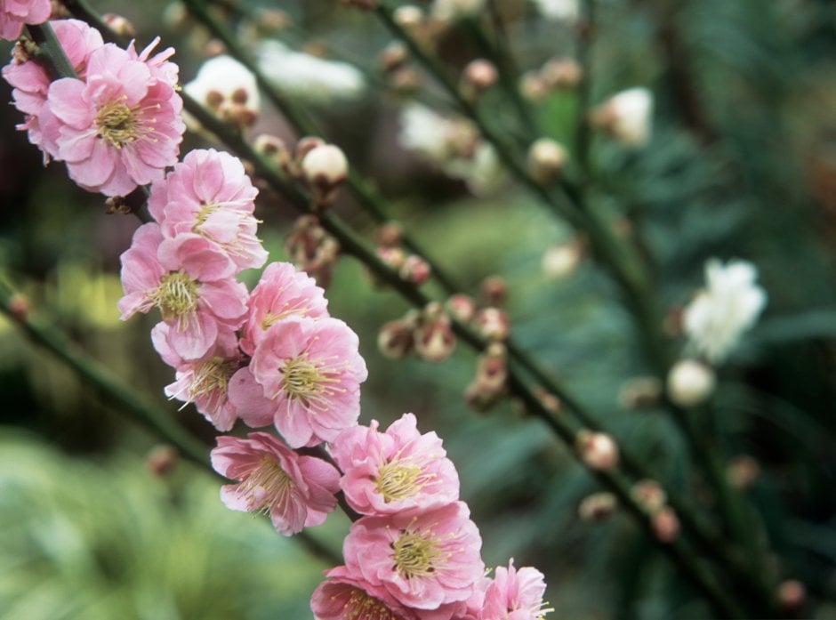 Japanese apricot 'Omoi-no-mama'