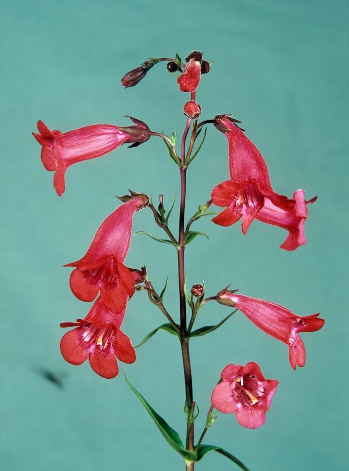 penstemon 'Schoenholzeri'