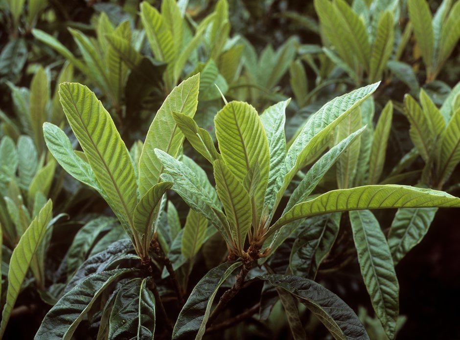 Japanese loquat