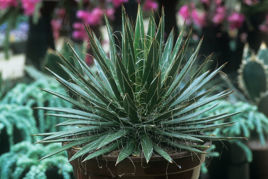 thread agave