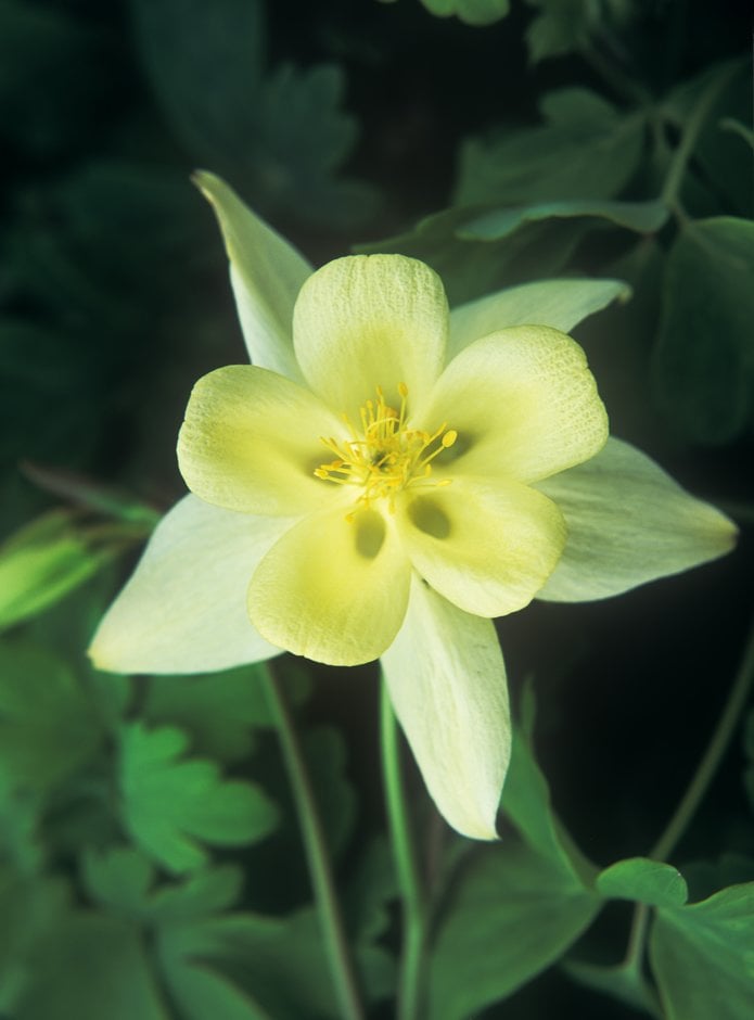 columbine 'Origami Yellow'