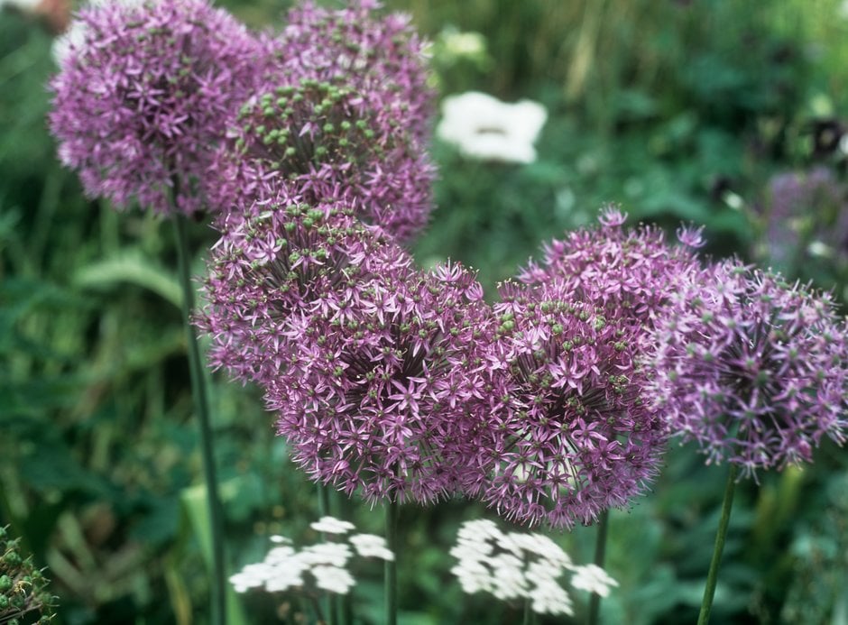 Dutch garlic B.Fedtsch.