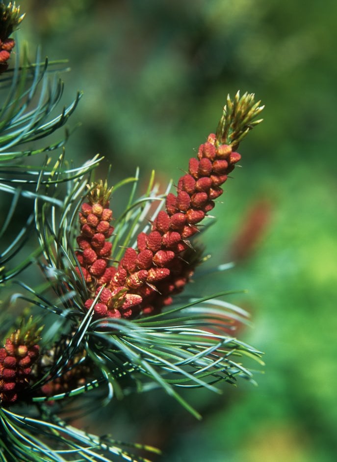 Japanese white pine 'Bonnie Bergman'