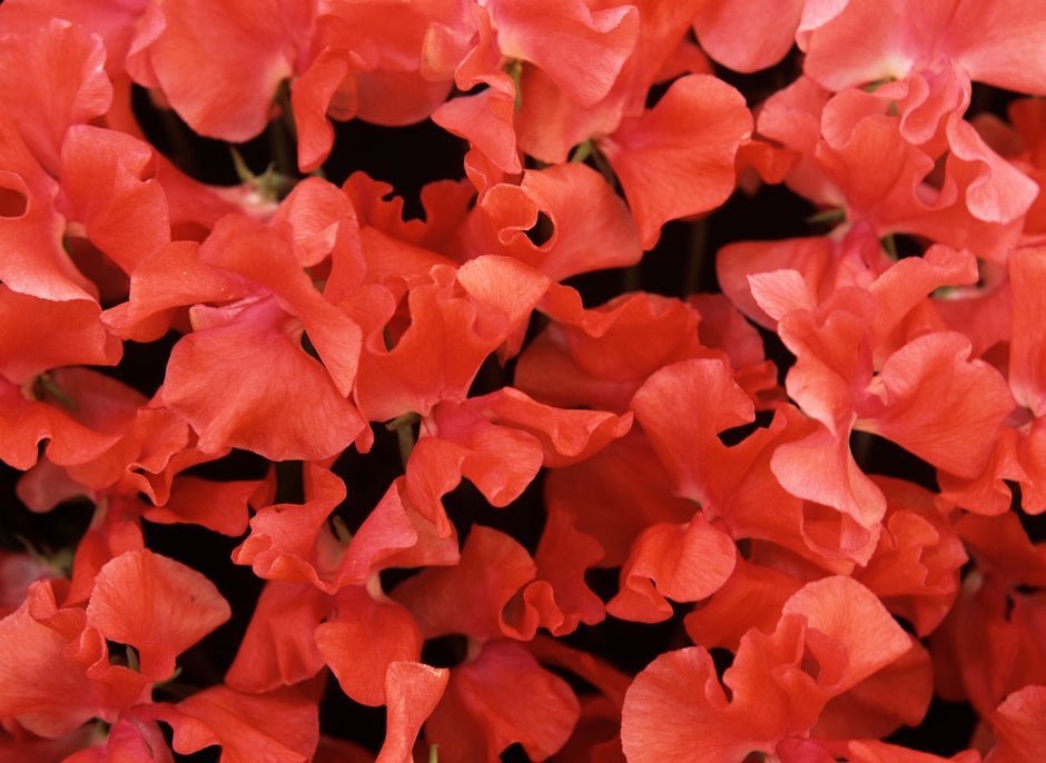 <i>Lathyrus</i> <i>odoratus</i> 'Happy Birthday'