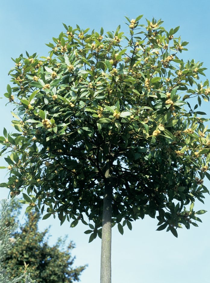 bay tree