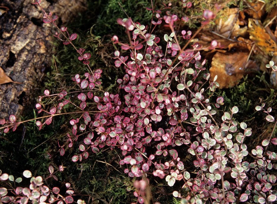 New Zealand myrtle 'Little Star'
