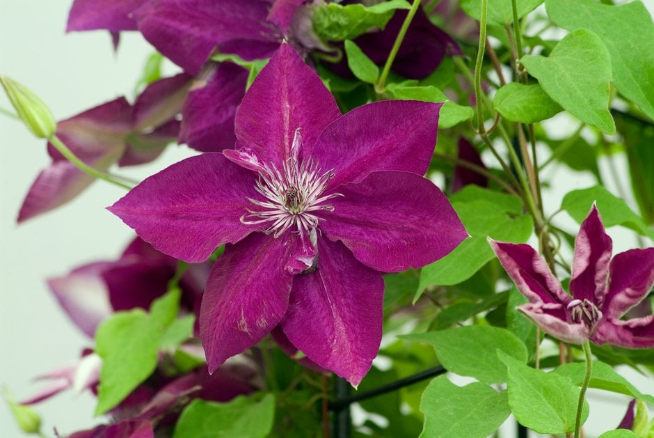 clematis [Amethyst Beauty]