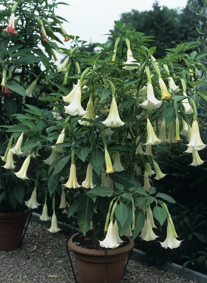 angel's trumpet 'Golden Lady'