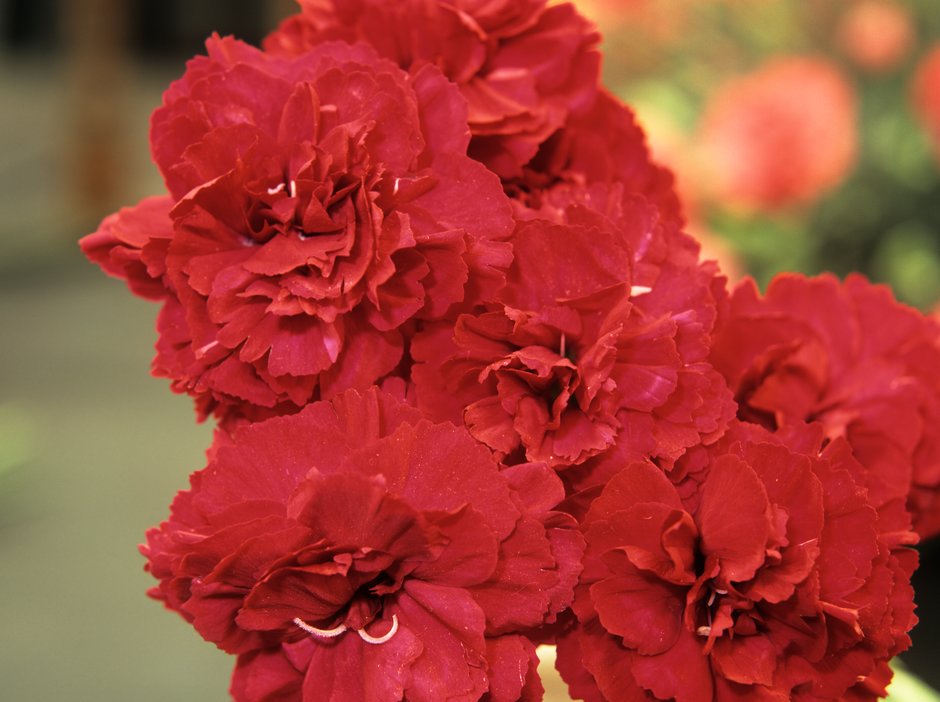 pink 'Crimson Joy'