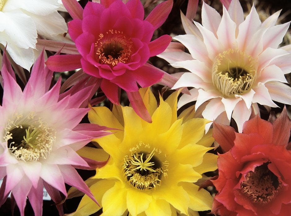 echinopsis 'New Dawn'