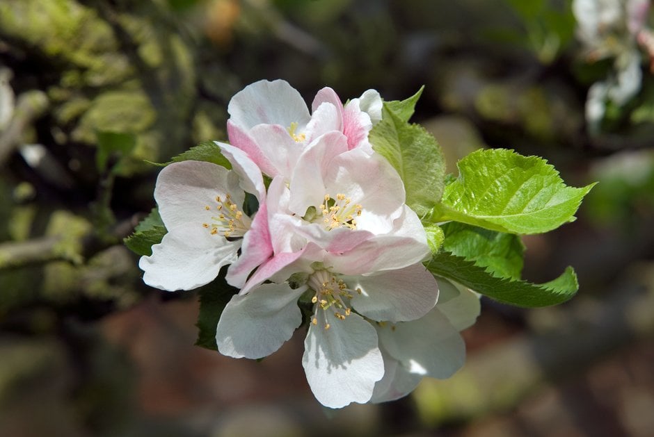 apple 'Bramley's Seedling'