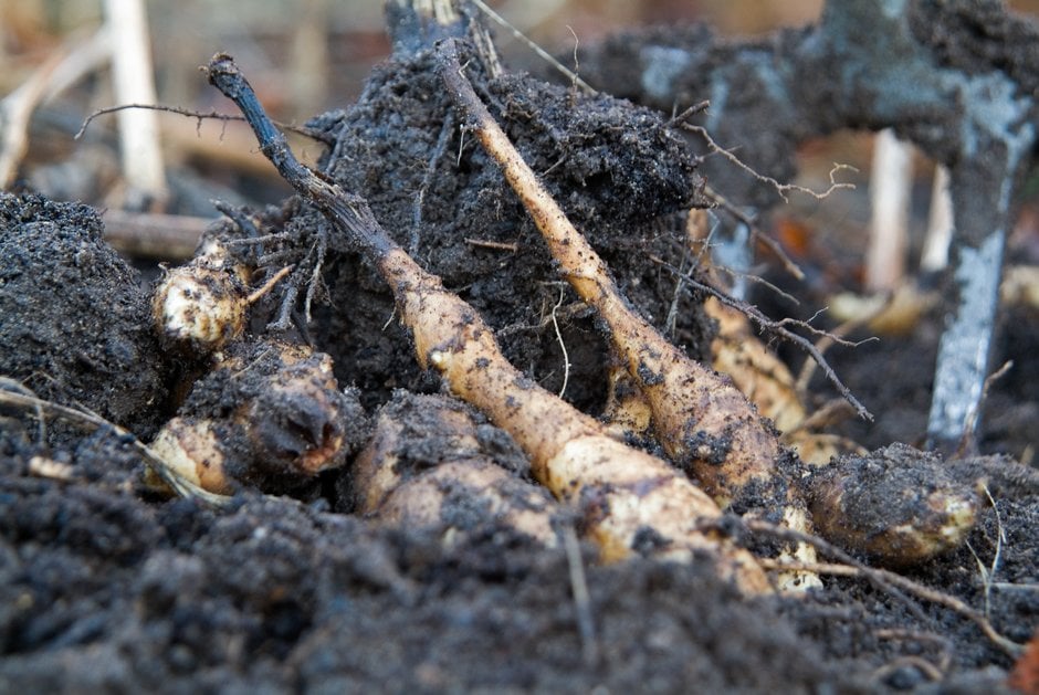 Jerusalem artichoke