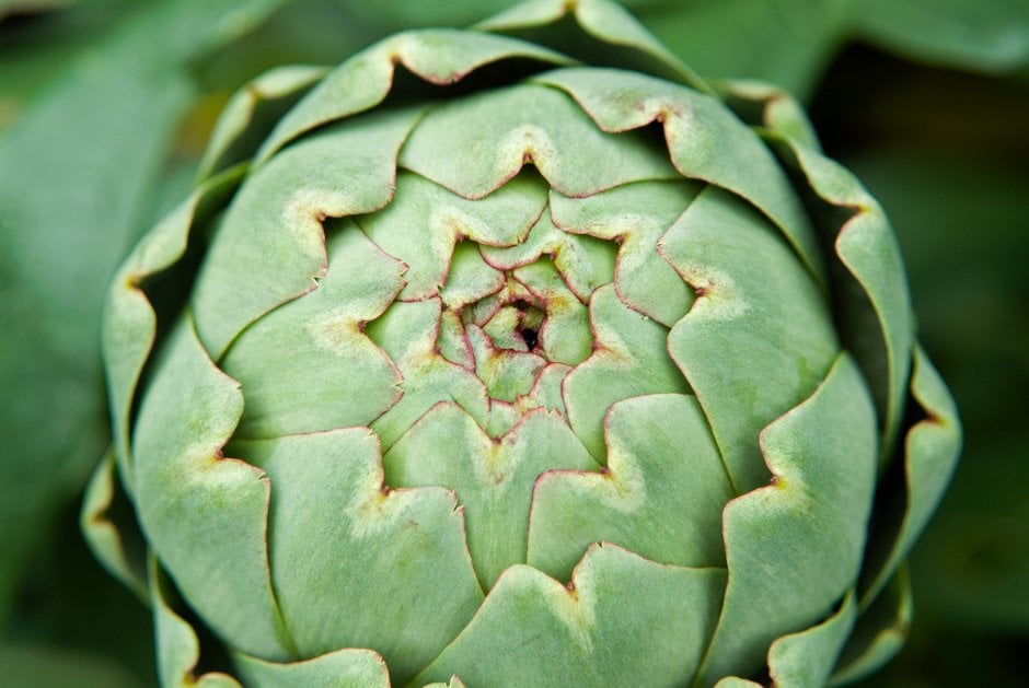 globe artichoke