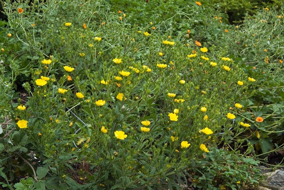 sulphur cinquefoil 'Warrenii'
