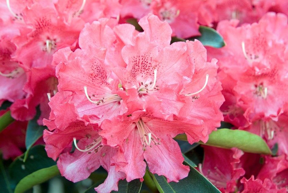 rhododendron 'The Honourable Jean Marie de Montague'
