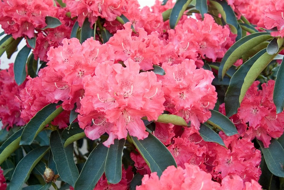 rhododendron 'The Honourable Jean Marie de Montague'