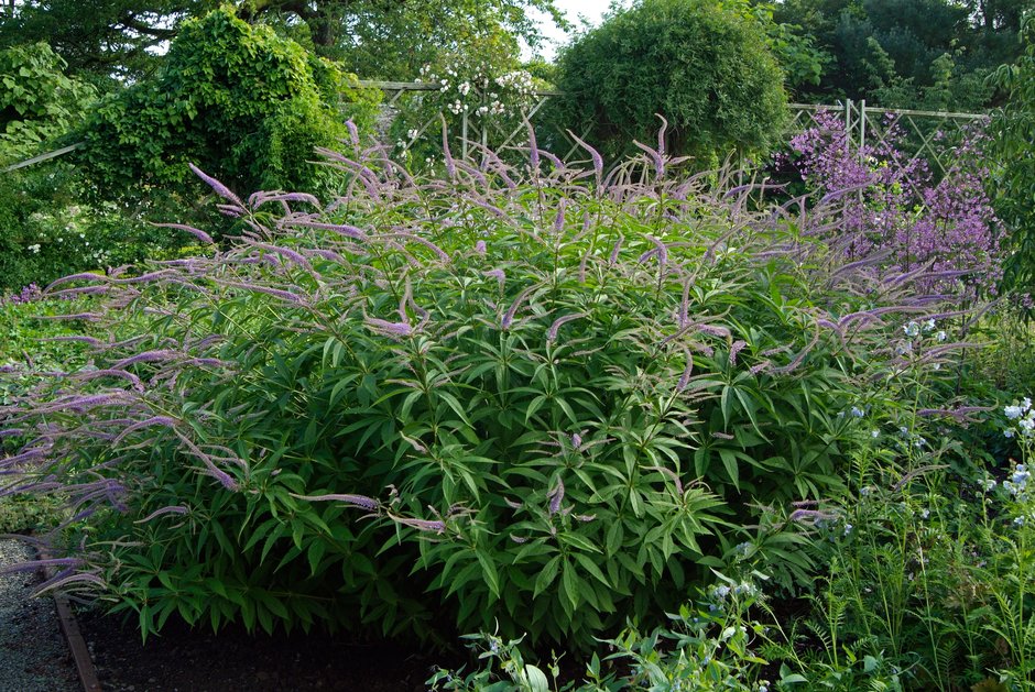 Culver's root 'Pointed Finger'