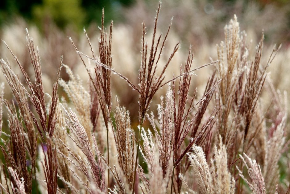 eulalia 'Ferner Osten'