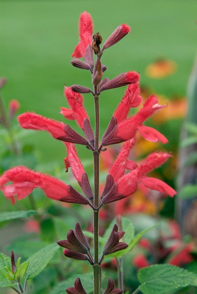 Mexican scarlet sage