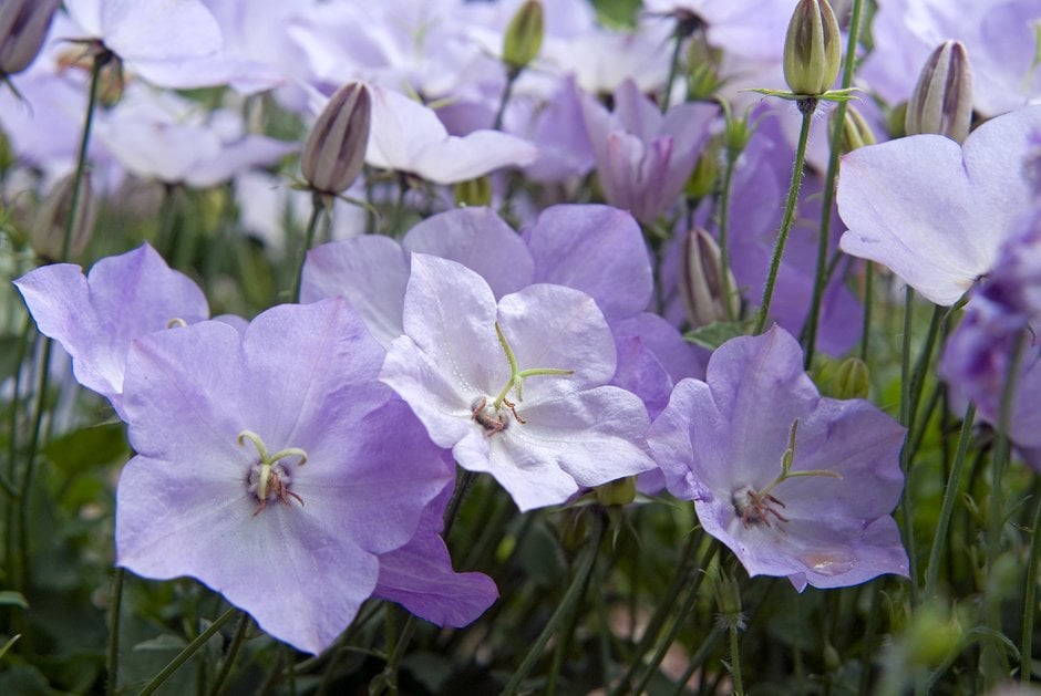 tussock bellflower 'Blue Moonlight'