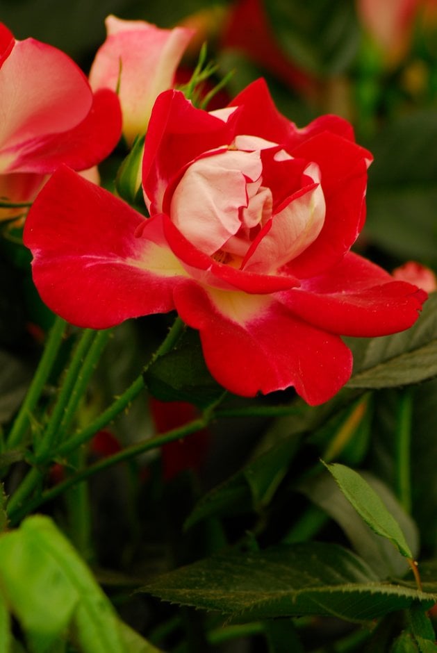 rose [Girlguiding UK Centenary Rose]