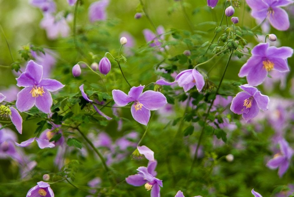 diffuse-flowered meadow rue