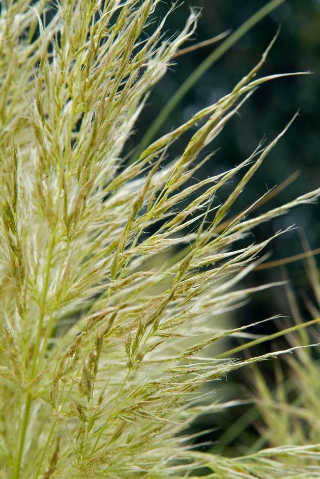 pampas grass 'Pumila'