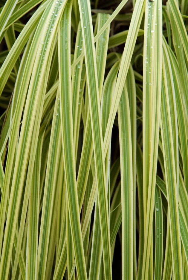 pampas grass 'Pink Phantom'
