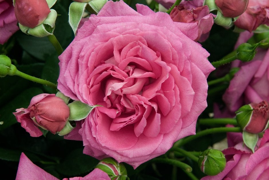 rose [Claire Marshall]