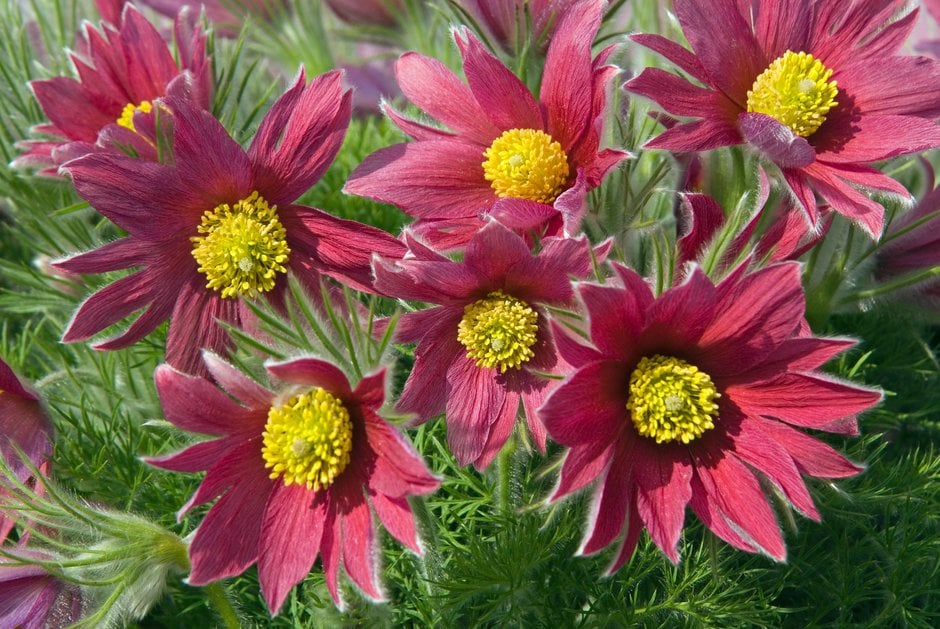 red pasqueflower