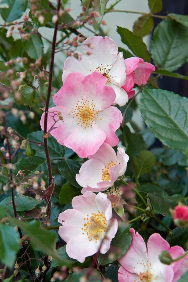 rose [Rosy Cushion]