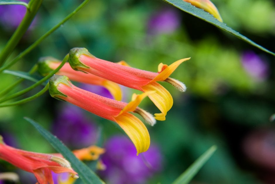 narrow-leaved Sierra Madre lobelia
