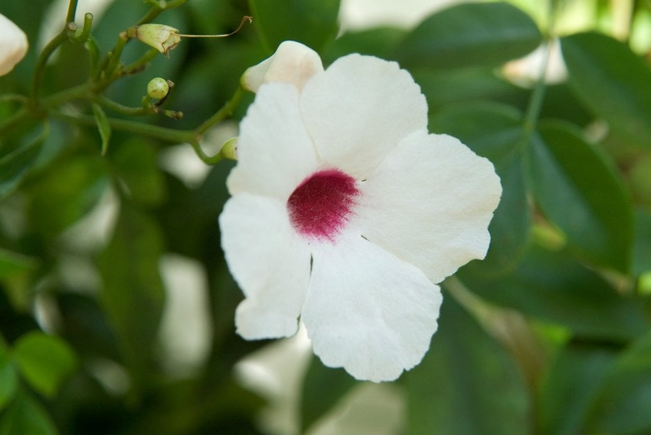 bower plant 'Charisma'