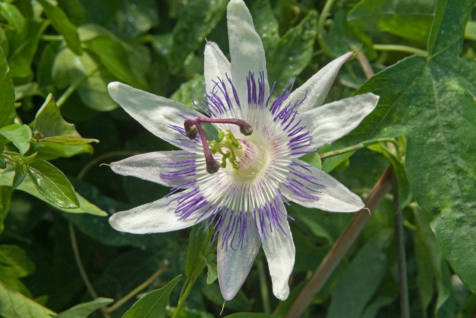 passion flower 'Star of Surbiton'