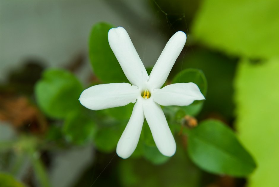 white Azorean jasmine