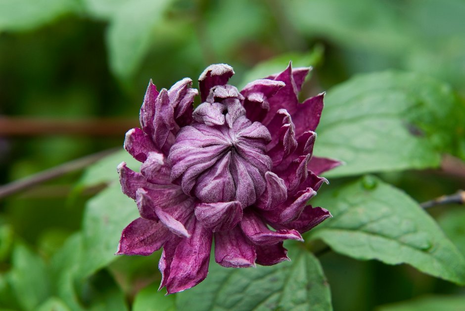 clematis 'Purpurea Plena Elegans'