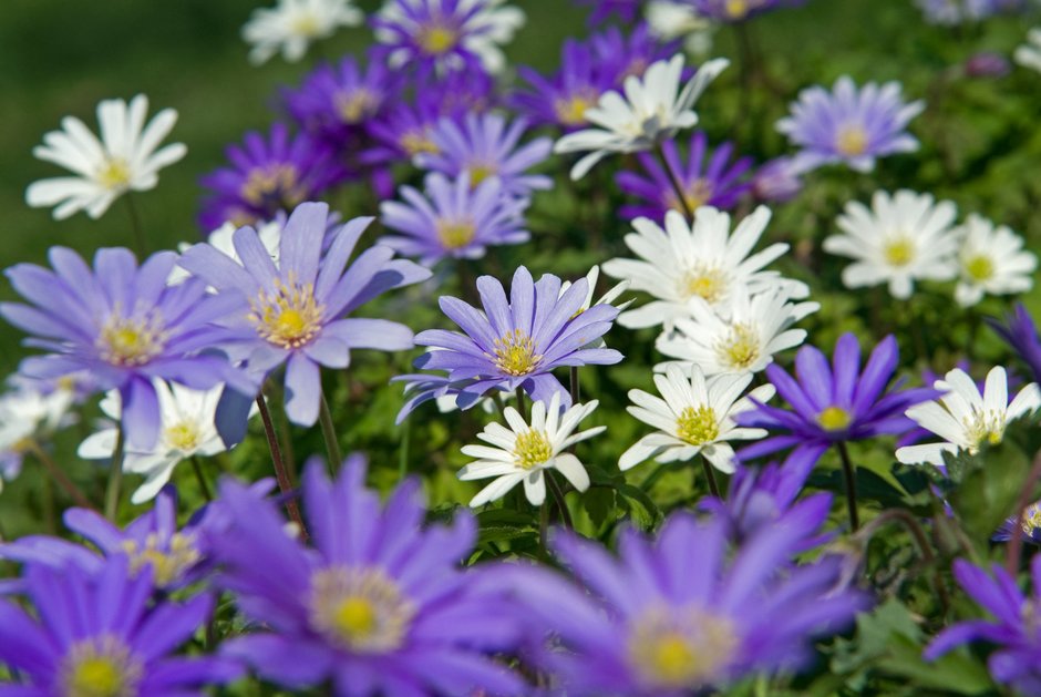 blue anemone