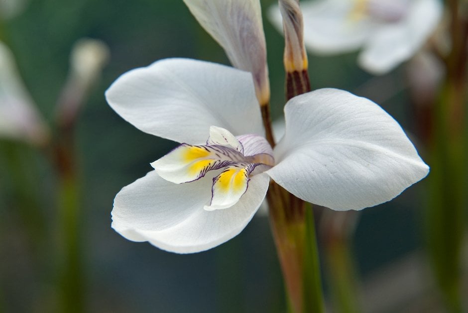 western flag iris