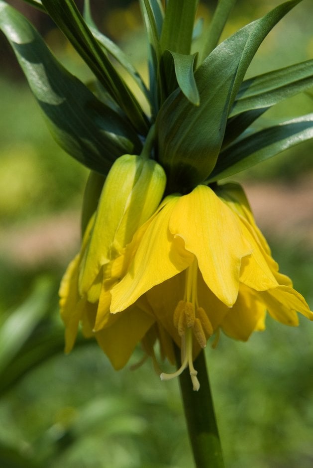 crown imperial 'Lutea'