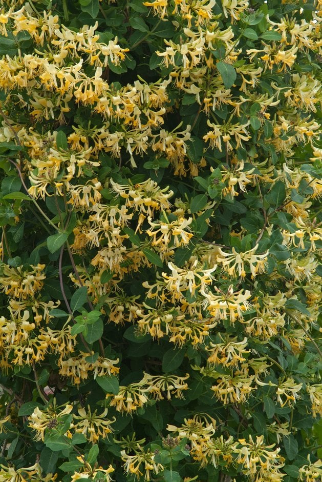 honeysuckle 'Graham Thomas'