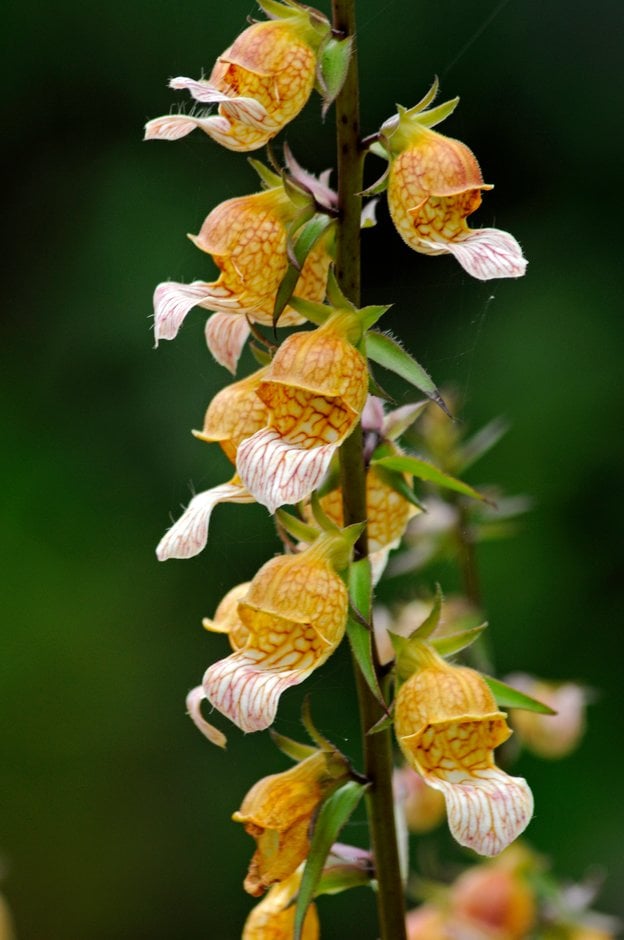 smooth foxglove