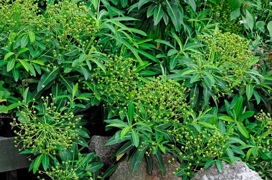 Pasteur spurge