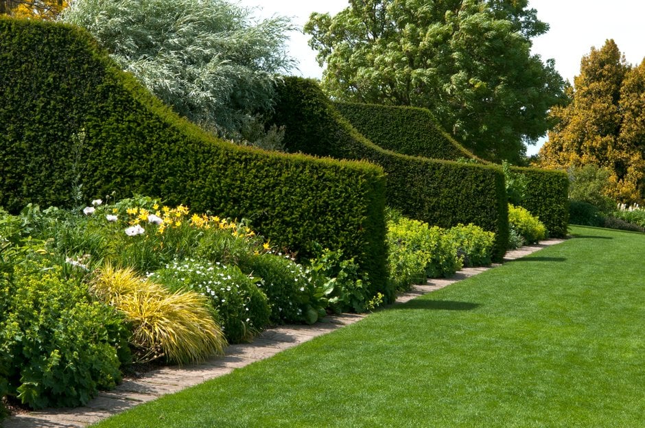 common yew