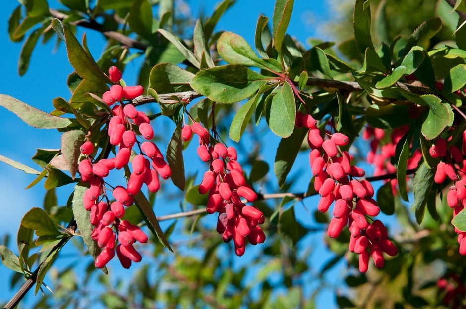 barberry 'Georgei'